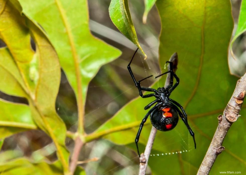 Que faire lorsque vous rencontrez ces 21 animaux à l état sauvage 