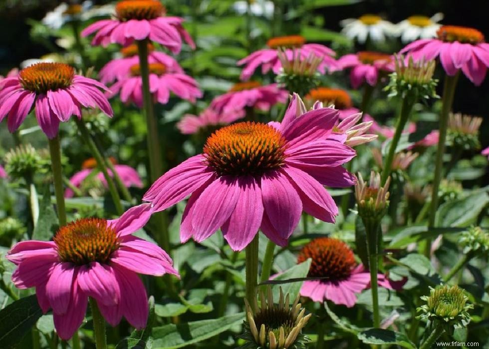 50 fleurs d automne qui fleurissent en octobre 