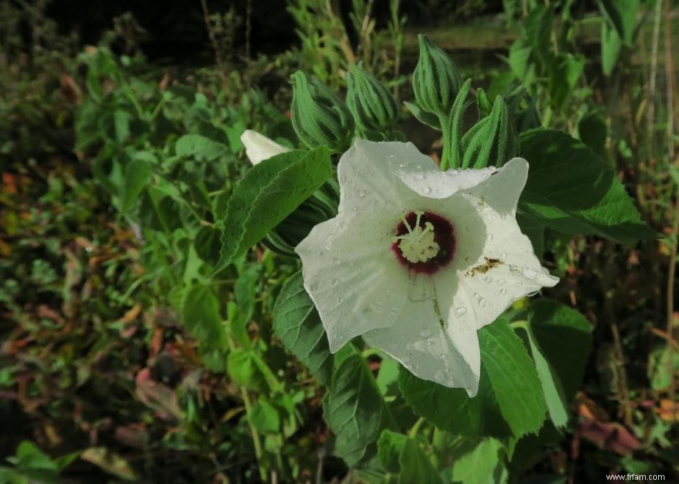 50 fleurs d automne qui fleurissent en octobre 