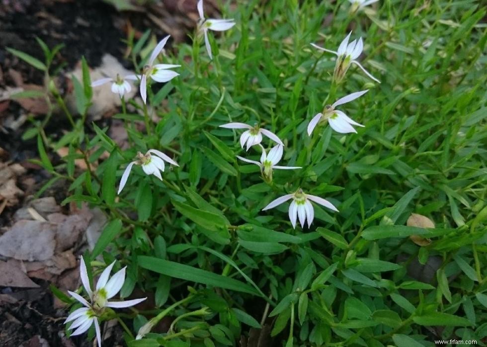 50 fleurs d automne qui fleurissent en octobre 