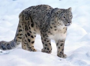 Les ours polaires et 50 autres espèces menacées par le changement climatique 