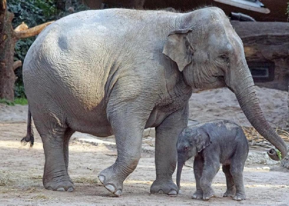 Les ours polaires et 50 autres espèces menacées par le changement climatique 