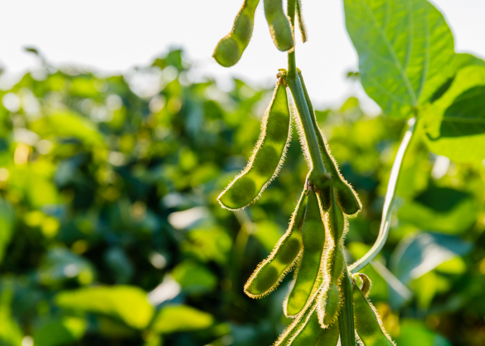 Des superaliments utilisés par d autres cultures depuis des générations 