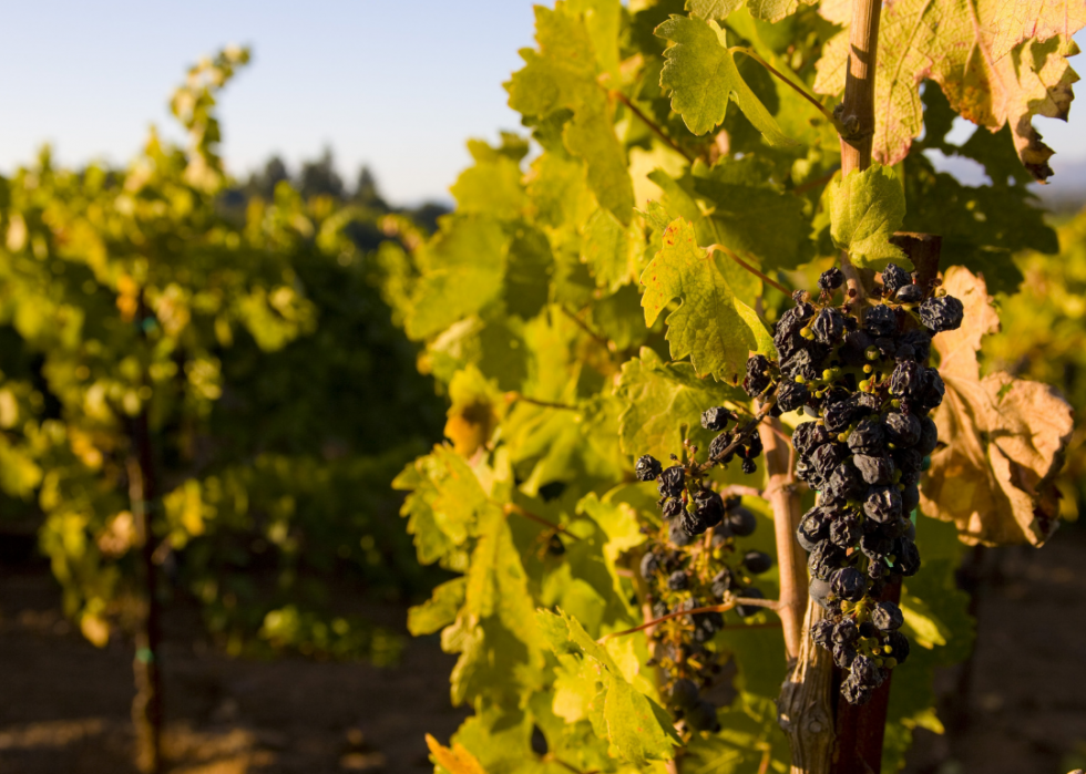 L impact du changement climatique sur l industrie du vin 