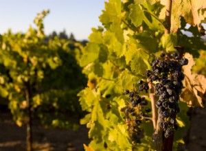 L impact du changement climatique sur l industrie du vin 