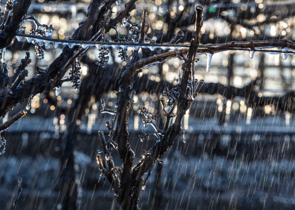 L impact du changement climatique sur l industrie du vin 