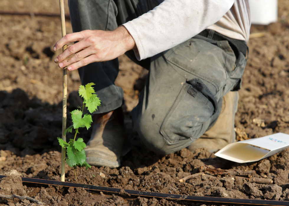 L impact du changement climatique sur l industrie du vin 