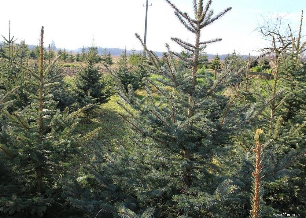 Les États qui produisent le plus de sapins de Noël 