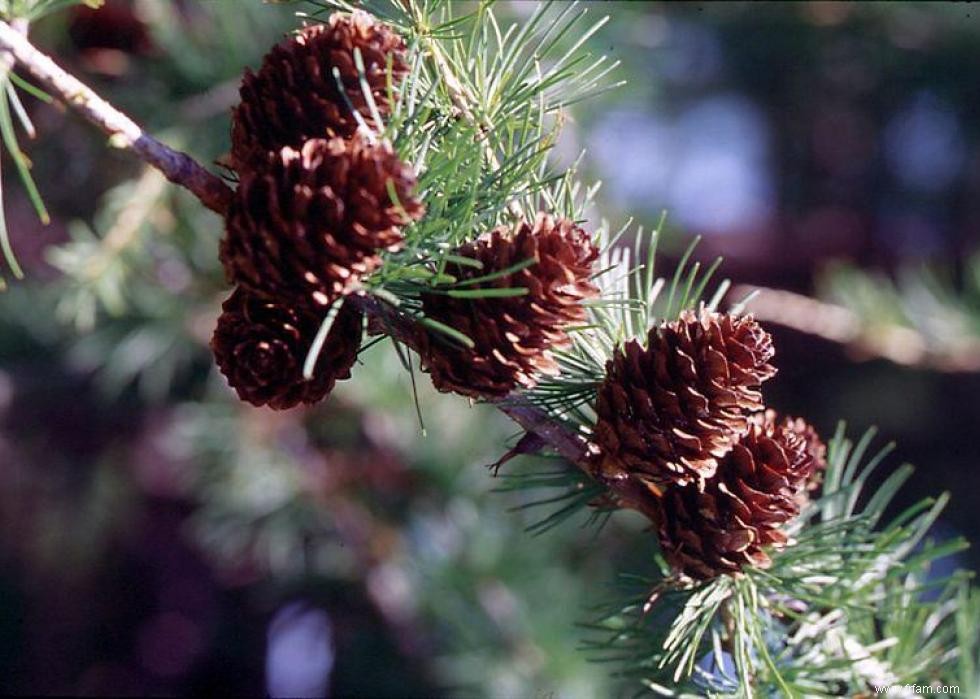 Les États qui produisent le plus de sapins de Noël 