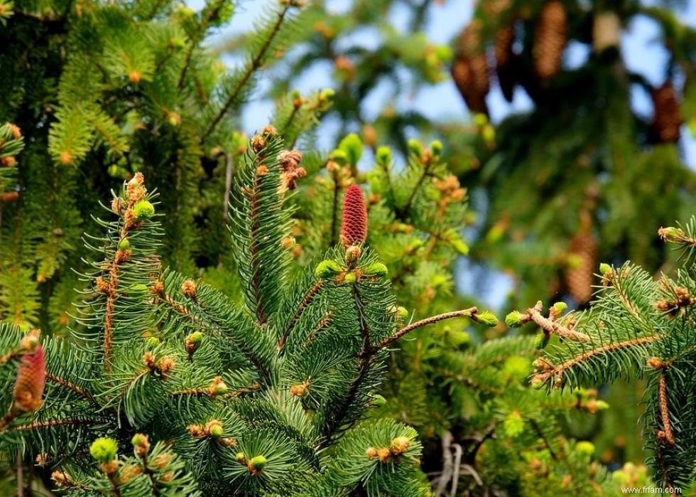 Les États qui produisent le plus de sapins de Noël 