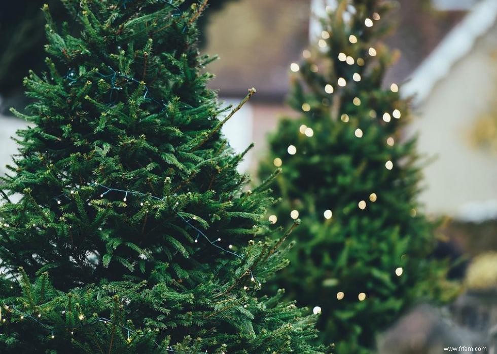 Les États qui produisent le plus de sapins de Noël 