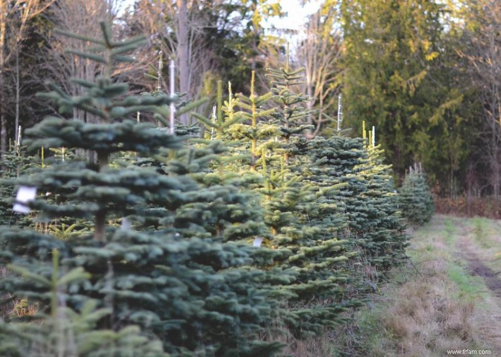 Les États qui produisent le plus de sapins de Noël 