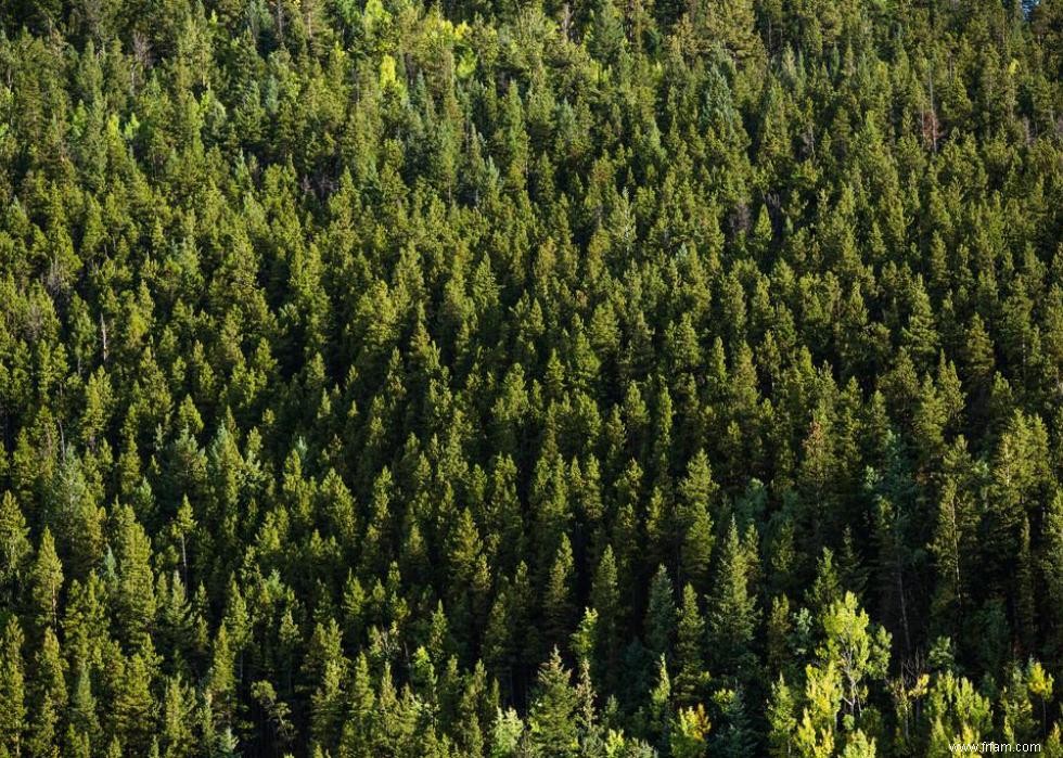 Les États qui produisent le plus de sapins de Noël 