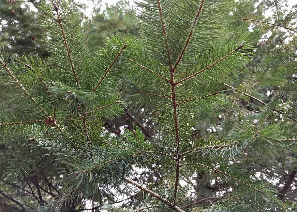 Les États qui produisent le plus de sapins de Noël 