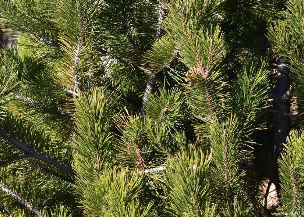 Les États qui produisent le plus de sapins de Noël 