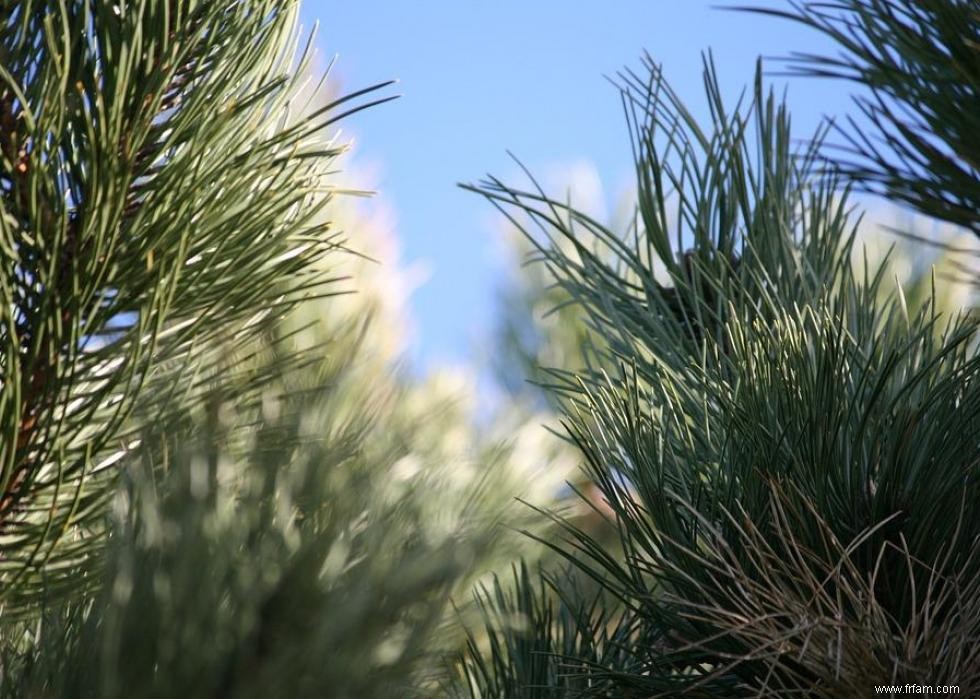 Les États qui produisent le plus de sapins de Noël 