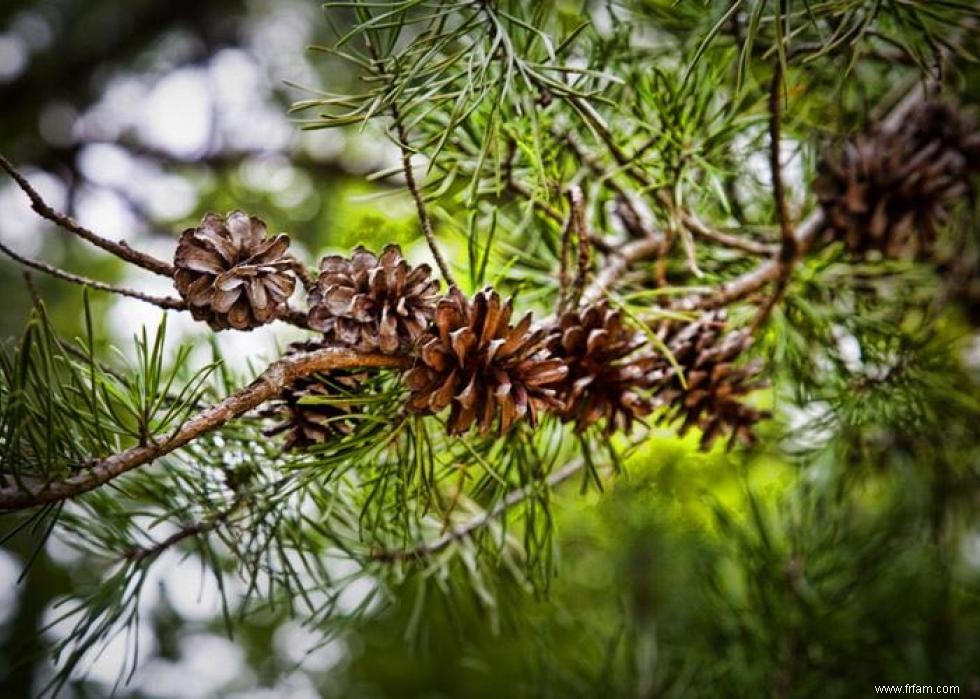 Les États qui produisent le plus de sapins de Noël 