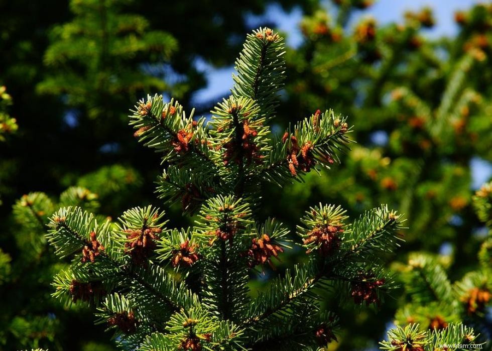 Les États qui produisent le plus de sapins de Noël 