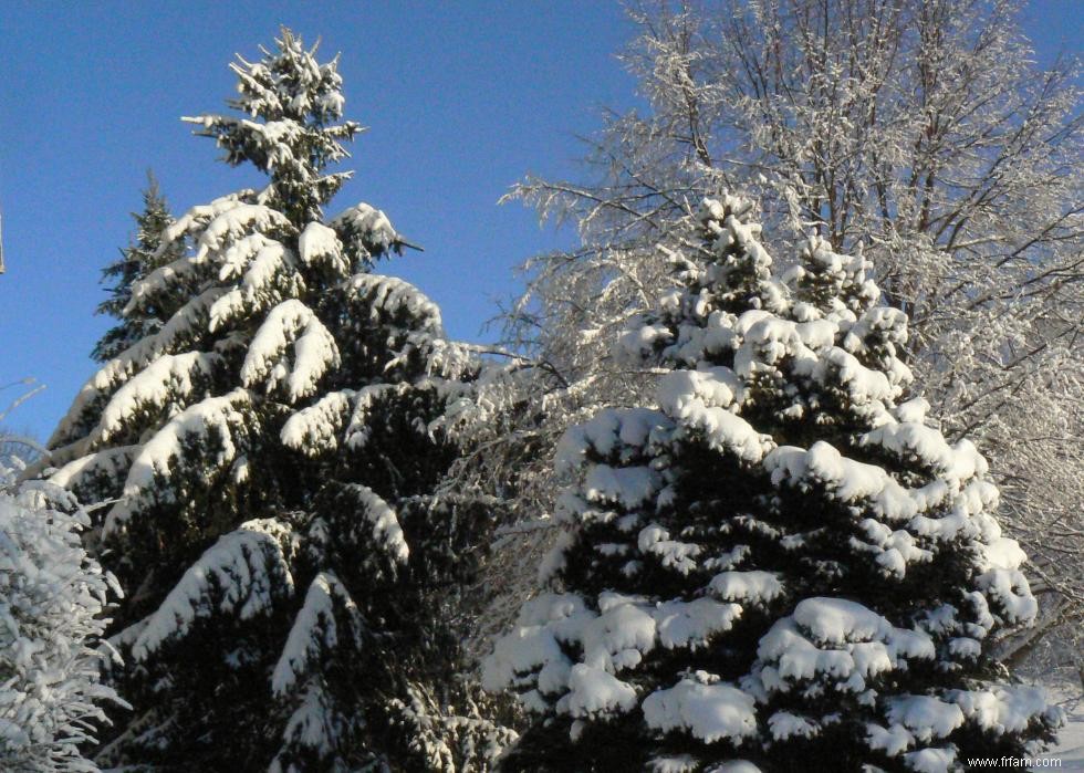 Les États qui produisent le plus de sapins de Noël 