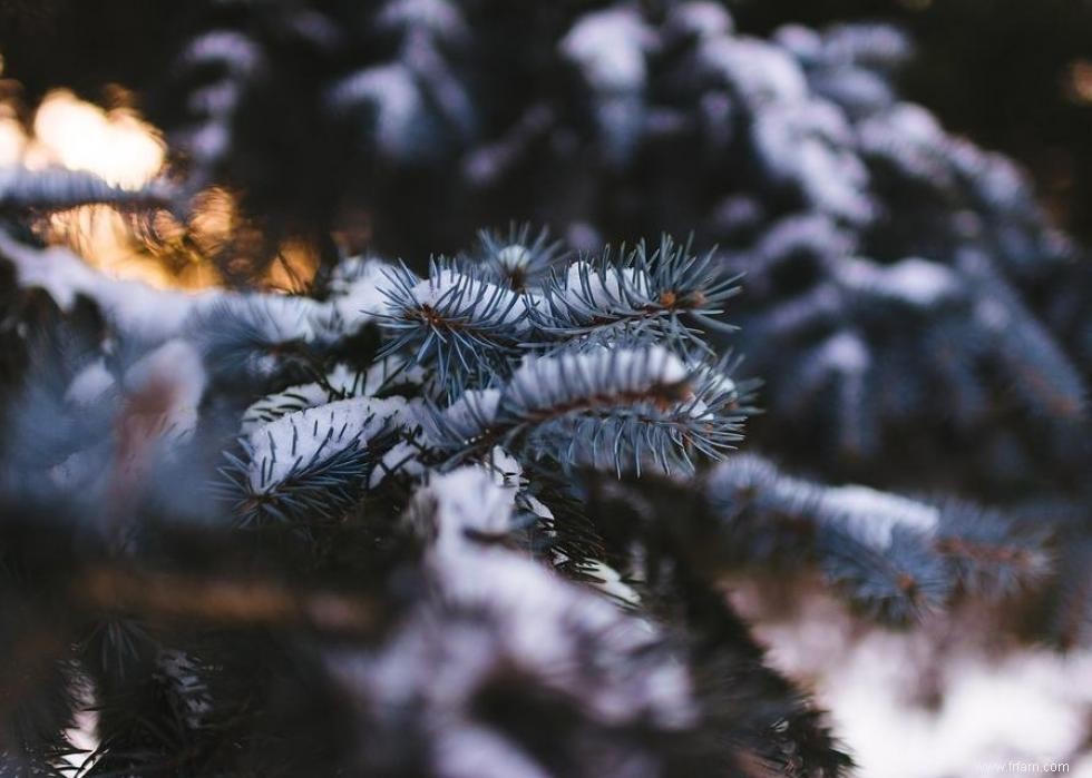 Les États qui produisent le plus de sapins de Noël 