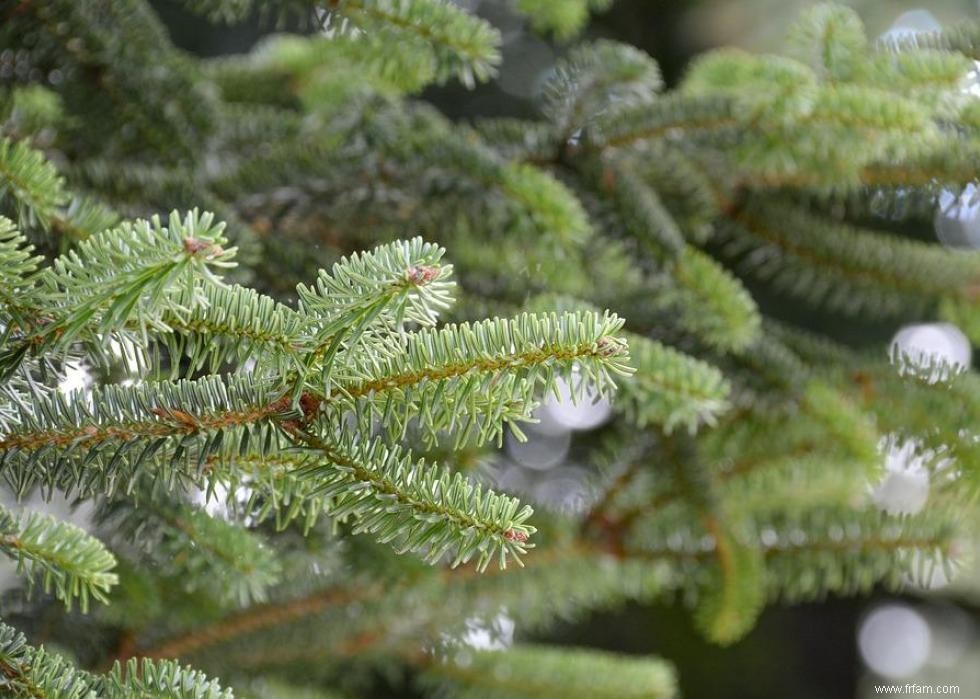 Les États qui produisent le plus de sapins de Noël 