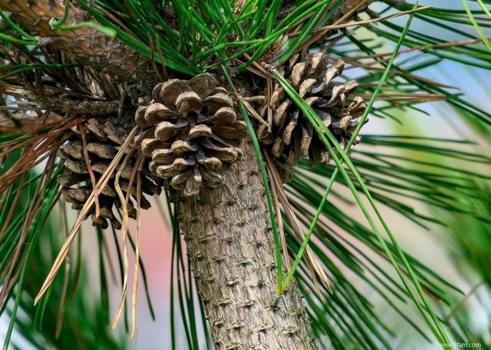 Les États qui produisent le plus de sapins de Noël 