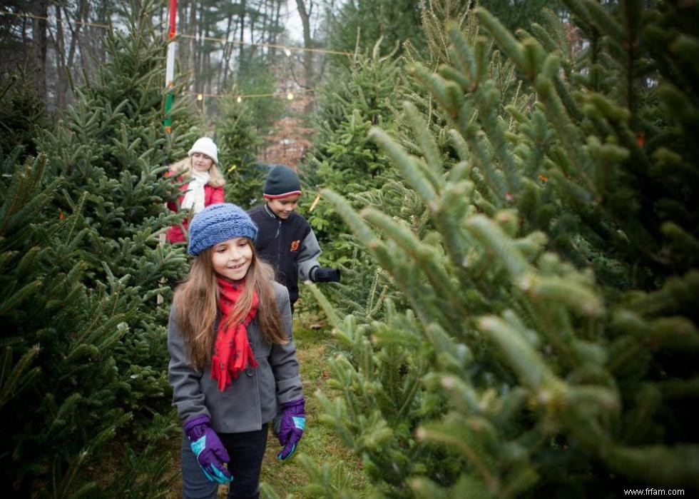 Les États qui produisent le plus de sapins de Noël 