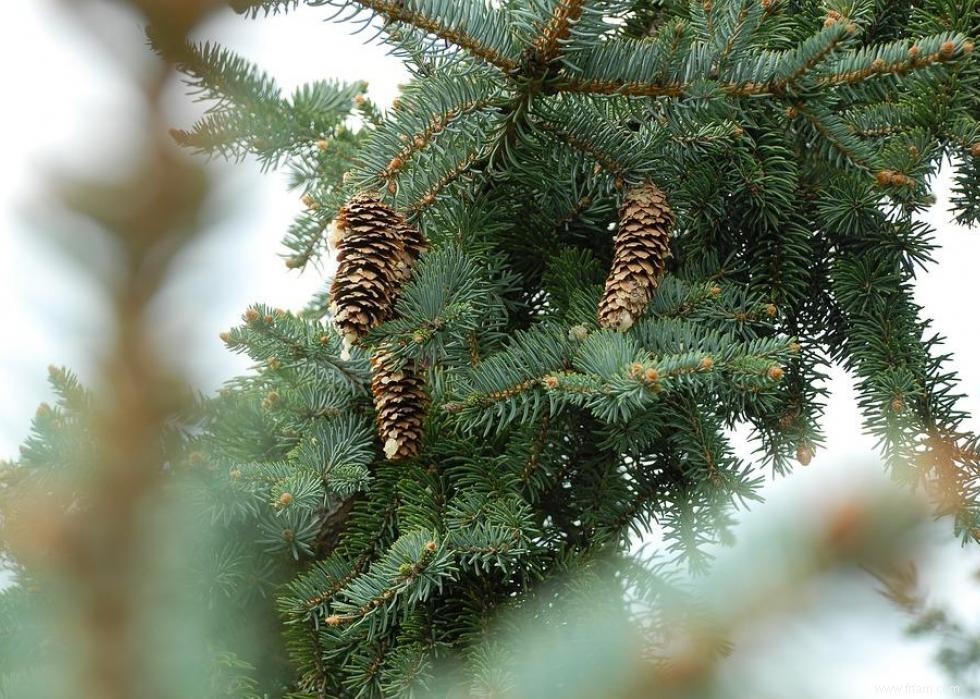 Les États qui produisent le plus de sapins de Noël 