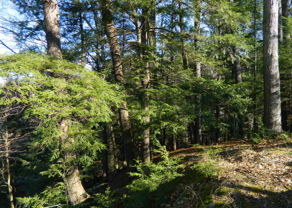 Les États qui produisent le plus de sapins de Noël 