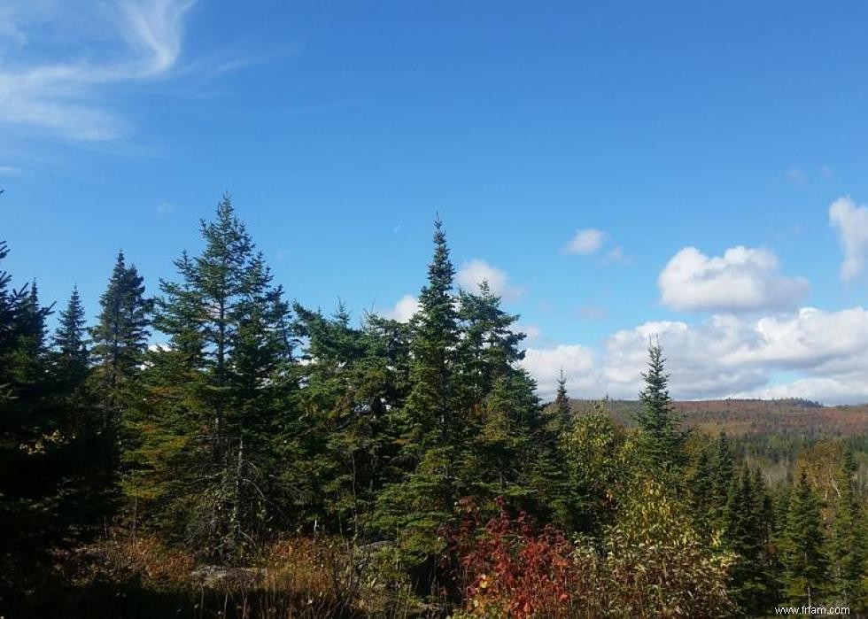 Les États qui produisent le plus de sapins de Noël 