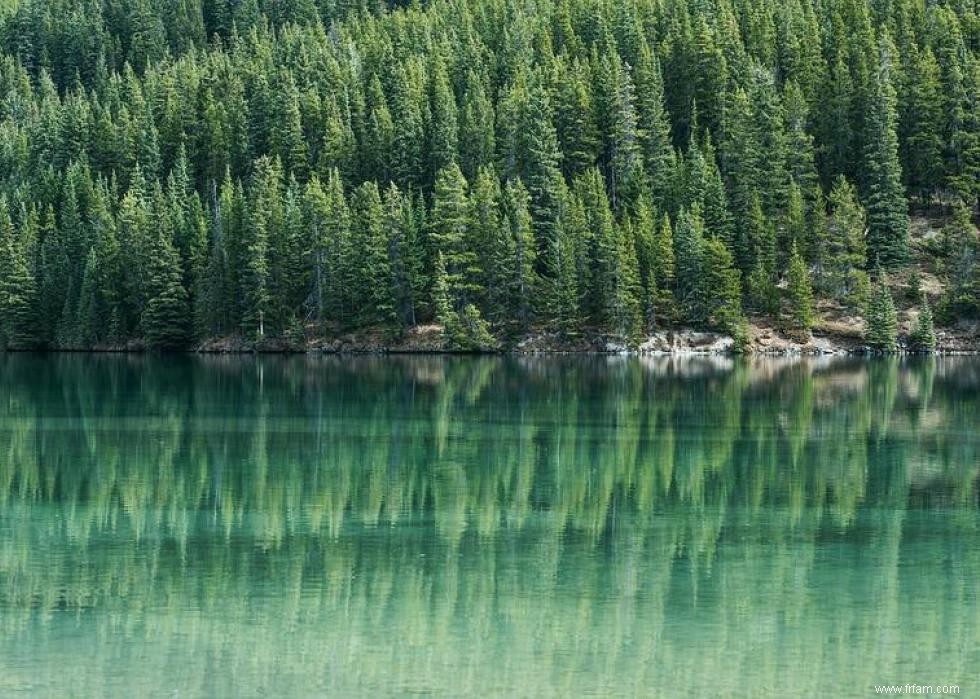 Les États qui produisent le plus de sapins de Noël 