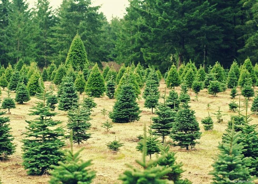 Les États qui produisent le plus de sapins de Noël 