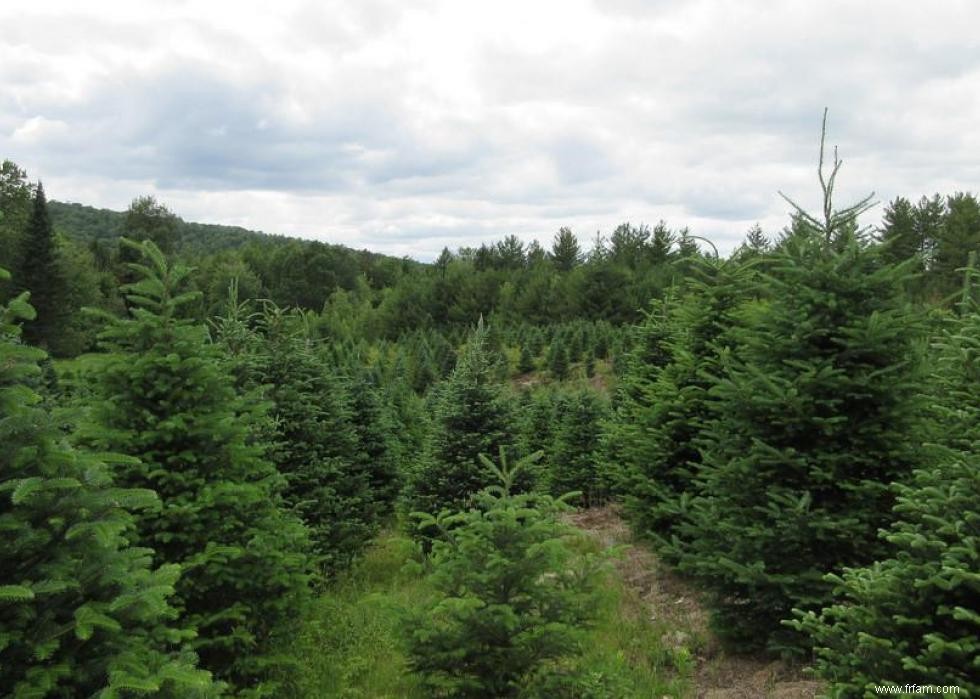 Les États qui produisent le plus de sapins de Noël 