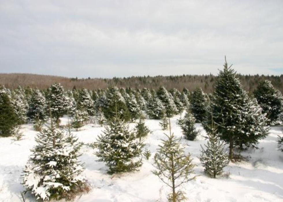 Les États qui produisent le plus de sapins de Noël 