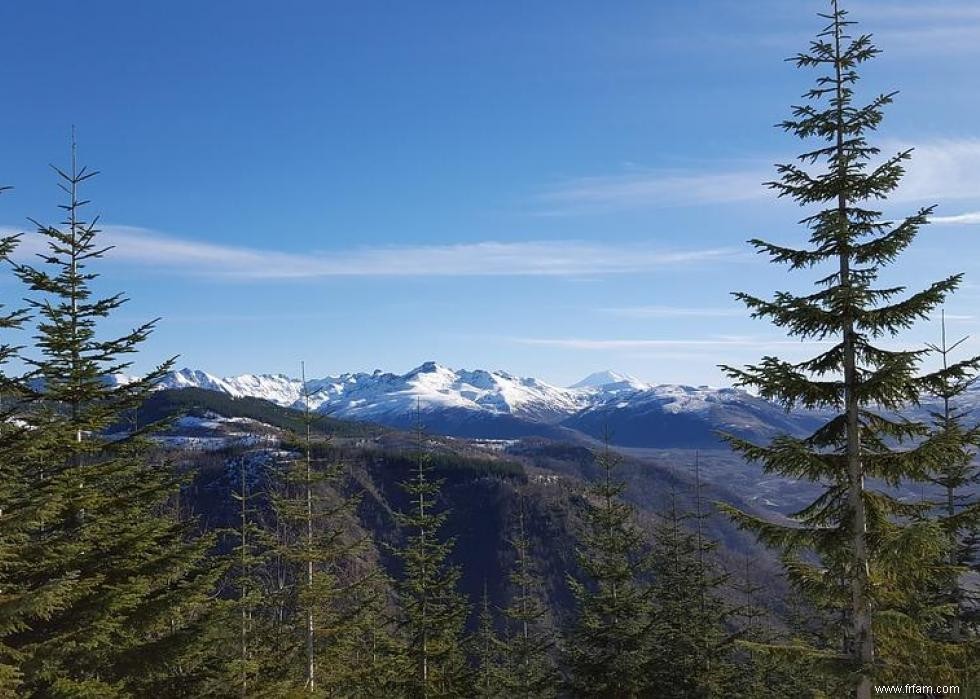 Les États qui produisent le plus de sapins de Noël 