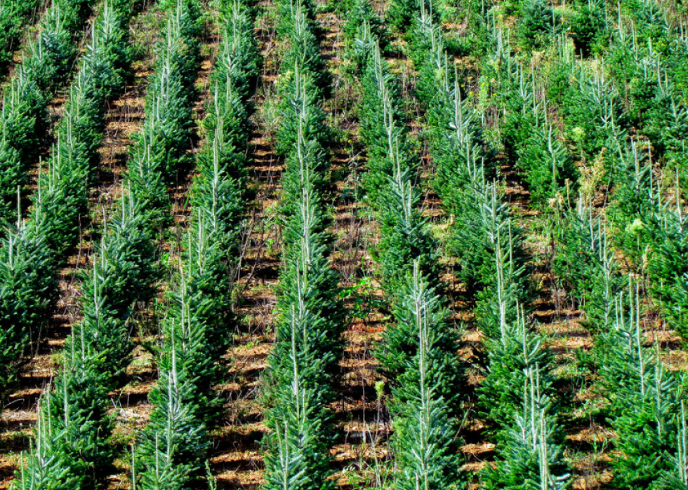 Les États qui produisent le plus de sapins de Noël 