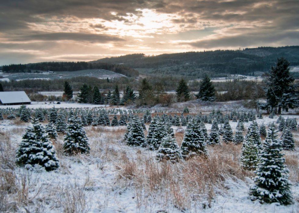 Les États qui produisent le plus de sapins de Noël 