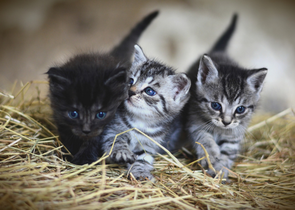 États avec les meilleures et les pires lois sur la protection des animaux 