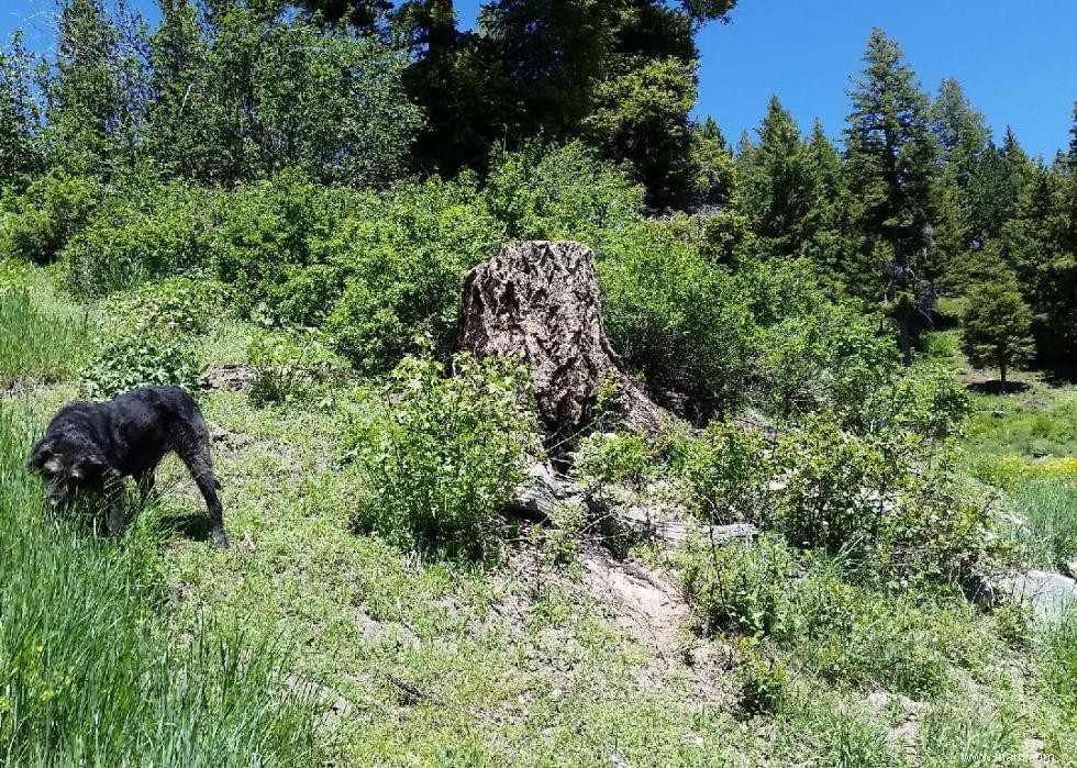 États avec les meilleures et les pires lois sur la protection des animaux 