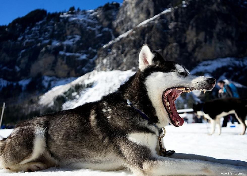 États avec les meilleures et les pires lois sur la protection des animaux 