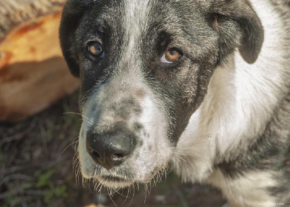 États avec les meilleures et les pires lois sur la protection des animaux 