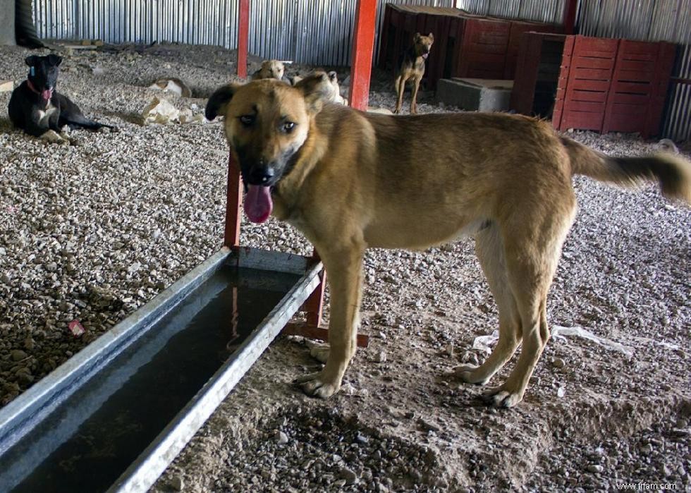 États avec les meilleures et les pires lois sur la protection des animaux 