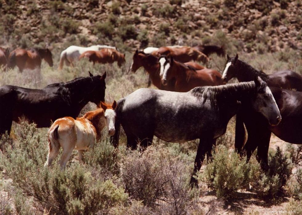 États avec les meilleures et les pires lois sur la protection des animaux 