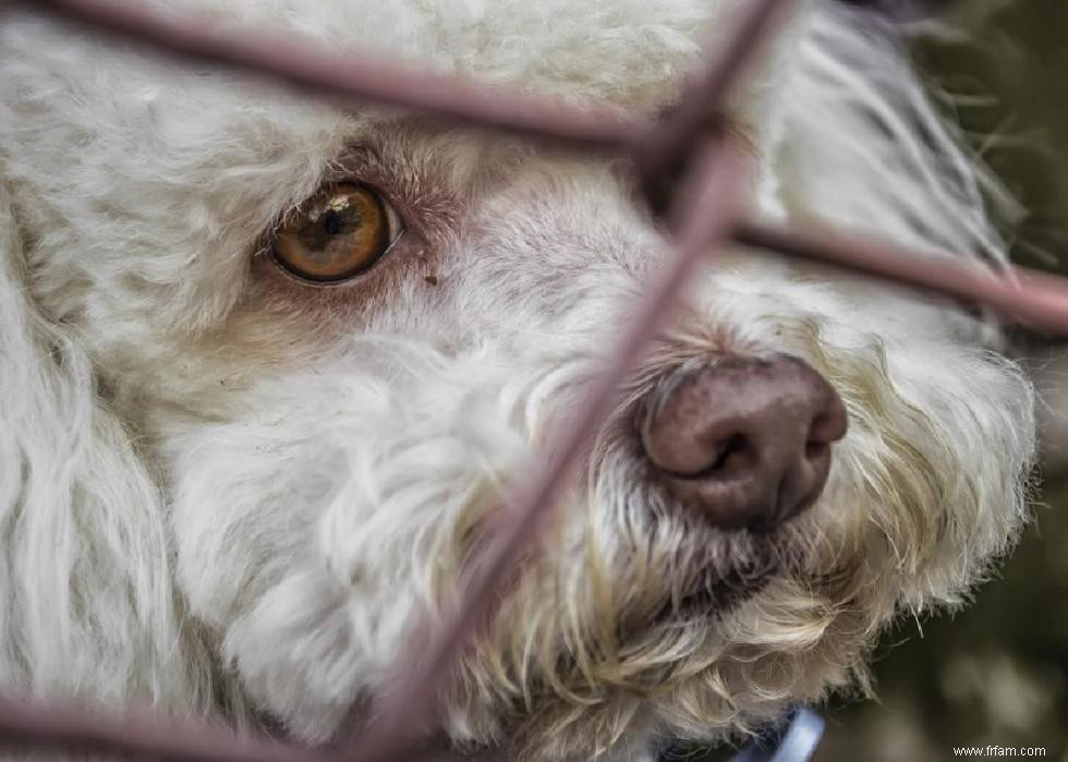 États avec les meilleures et les pires lois sur la protection des animaux 