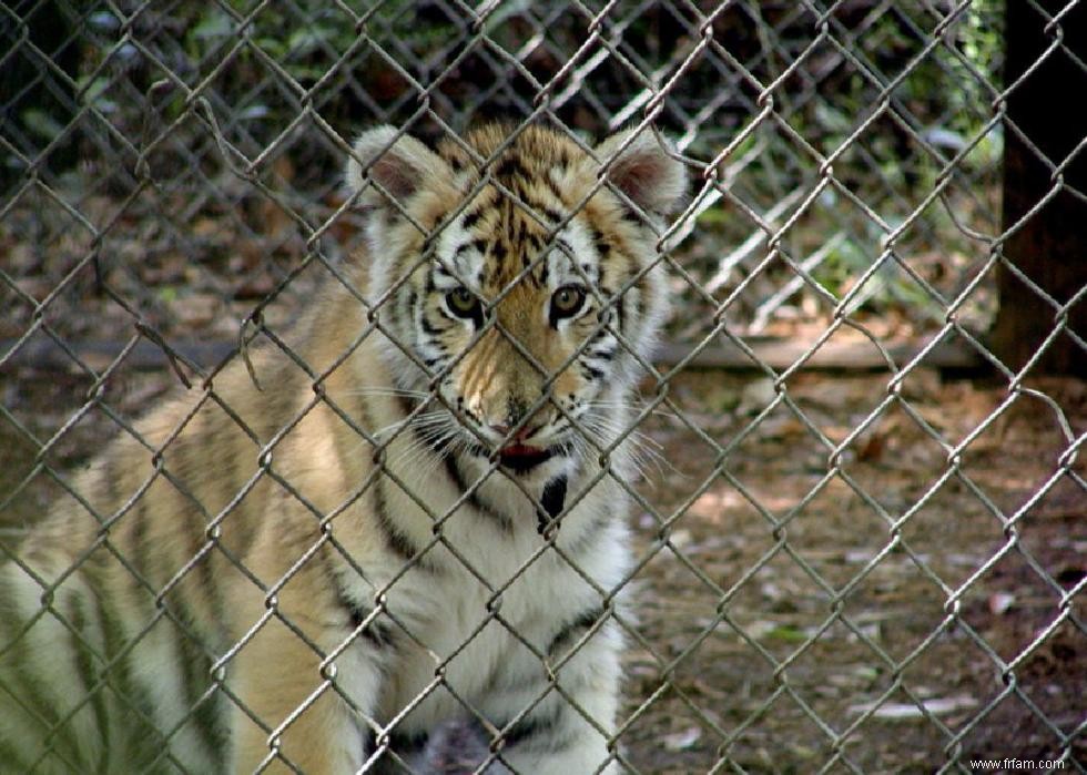 États avec les meilleures et les pires lois sur la protection des animaux 