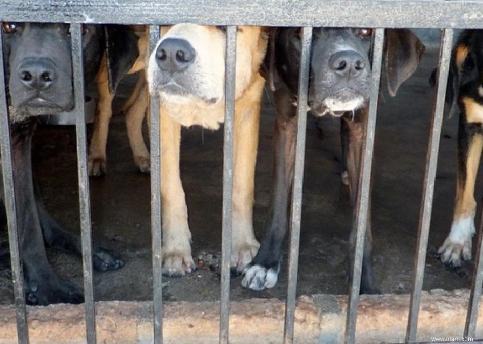 États avec les meilleures et les pires lois sur la protection des animaux 