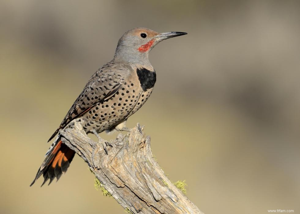 Connaissez-vous votre oiseau d état? 