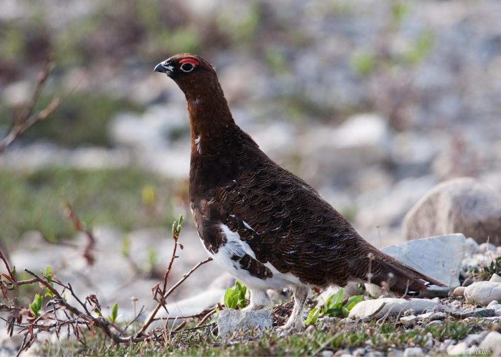 Connaissez-vous votre oiseau d état? 