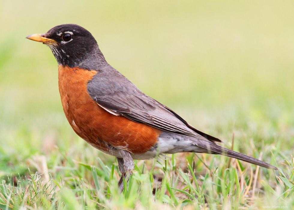 Connaissez-vous votre oiseau d état? 