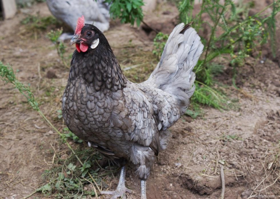 Connaissez-vous votre oiseau d état? 